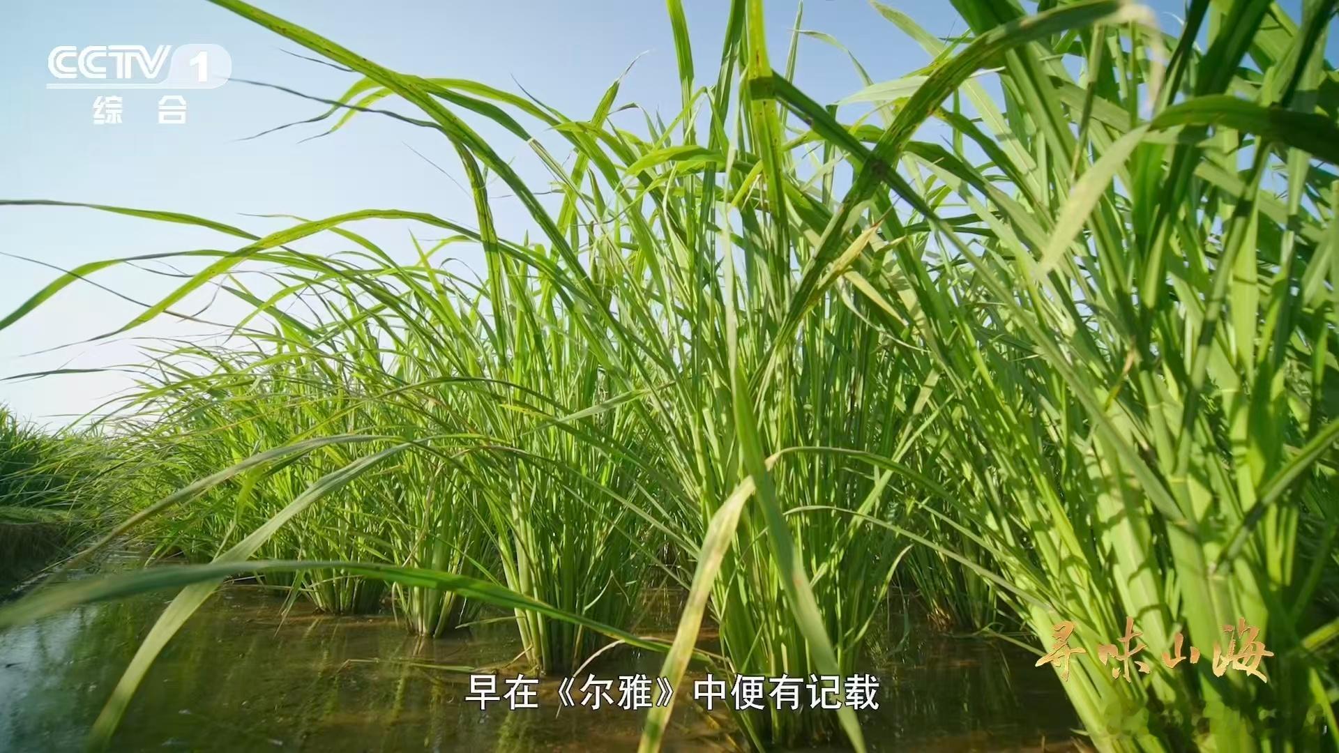 茭白被古人比作美玉古人对茭白的评价一点都不夸张！甜滑的口感，清炒还是搭配其他食