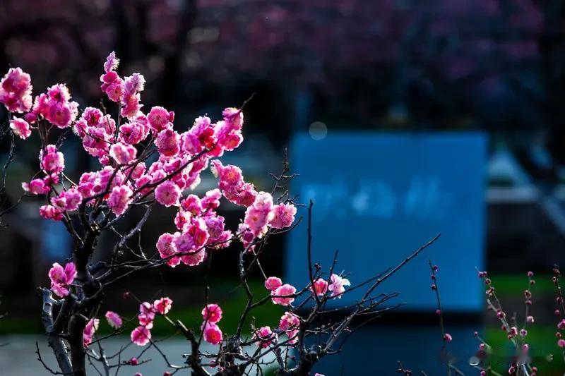 看到“花间煮酒吟梅句”这个上联，感觉画面超美，仿佛能看到有人在花丛中温着酒，一边