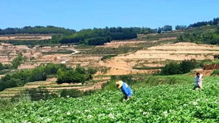 土豆块茎营养足, 河滩盐碱土难种, 土壤改良新配方, 突破种植新局限