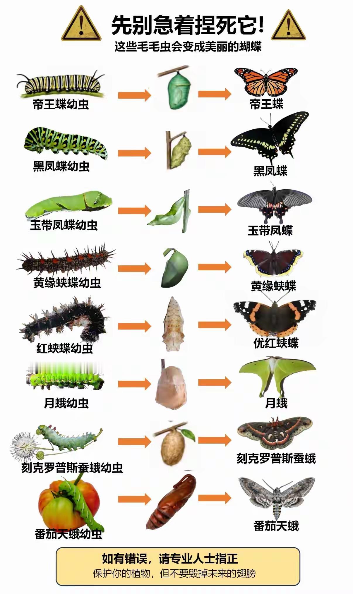 昆虫的完全变态发育，是最迷人、最神秘的生物行为之一。蝴蝶一生依次经历卵、幼虫、蛹
