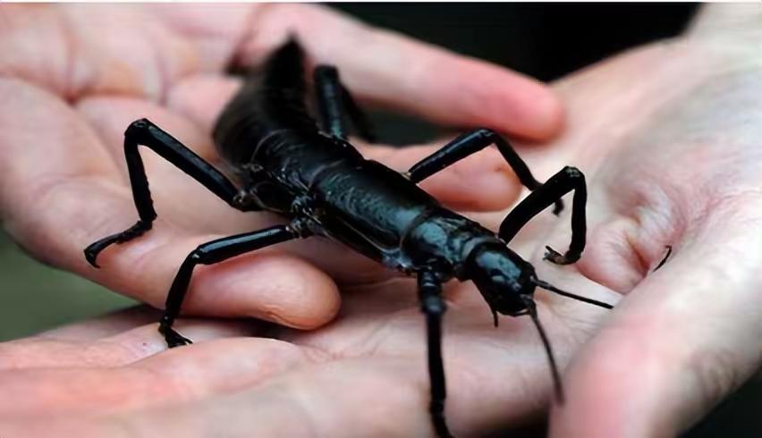 被宣告灭绝70年的“树上龙虾”，竟在一座海上孤峰上悄悄存活。2001年，两位澳大