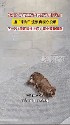 科学也解释不清了！西安老板喂了只瘸腿流浪狗，生意突然火了！真没想到！西