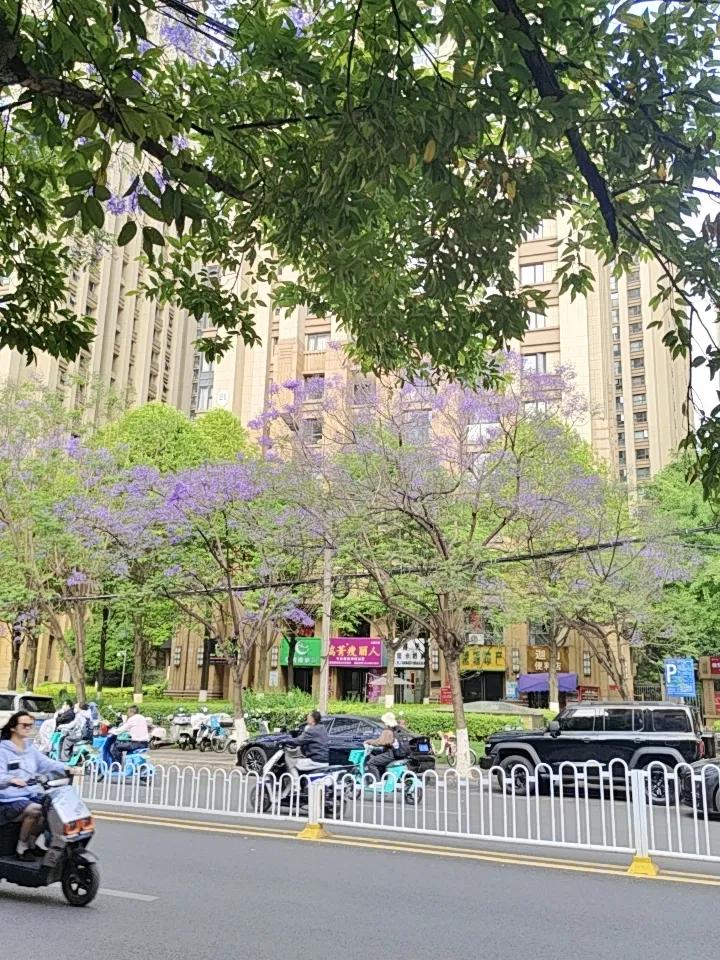 昆明的蓝花楹最近可太出圈了！走在昆明的街头，蓝花楹陆续开放，那一抹抹紫色越来越浓