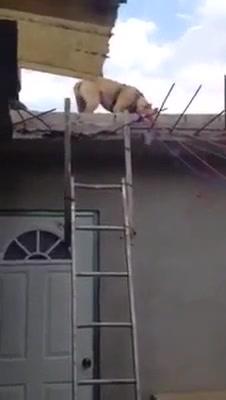 13367202728527496362.jpg?id=0