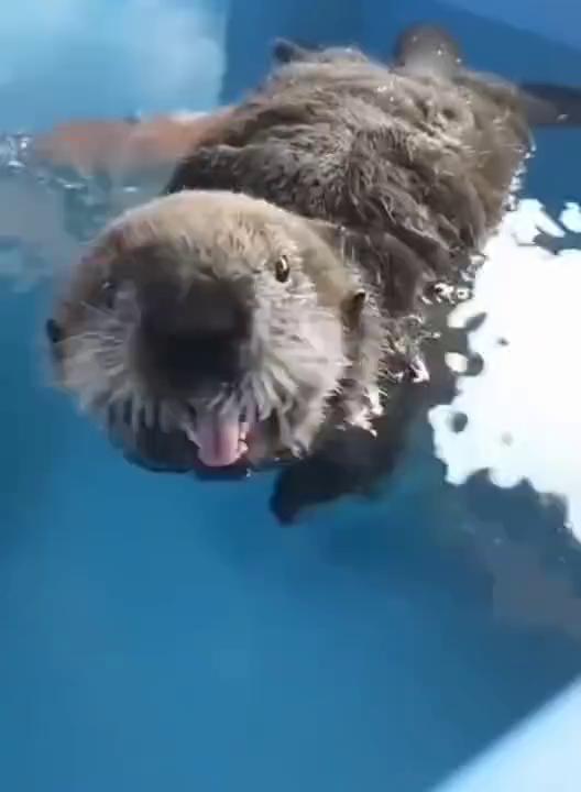谁家毛绒玩具掉水里了？这种萌萌的动物叫海獭。它会跟小朋友握手，下班了会帮饲养员