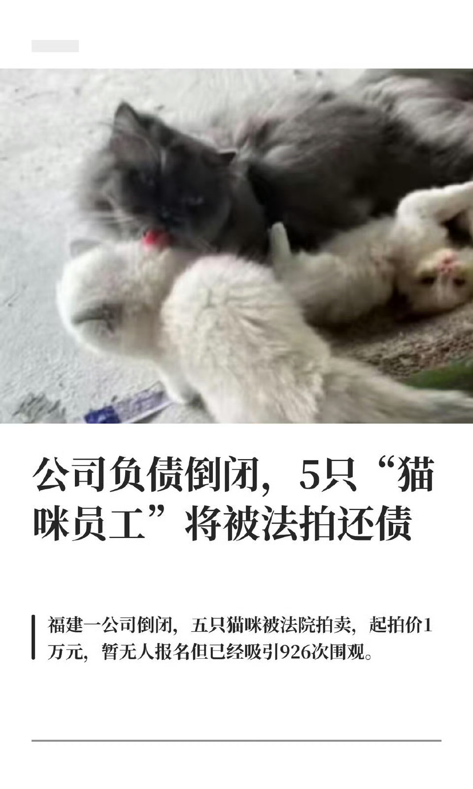 公司欠债倒闭五只猫咪员工被法拍替猫不公！