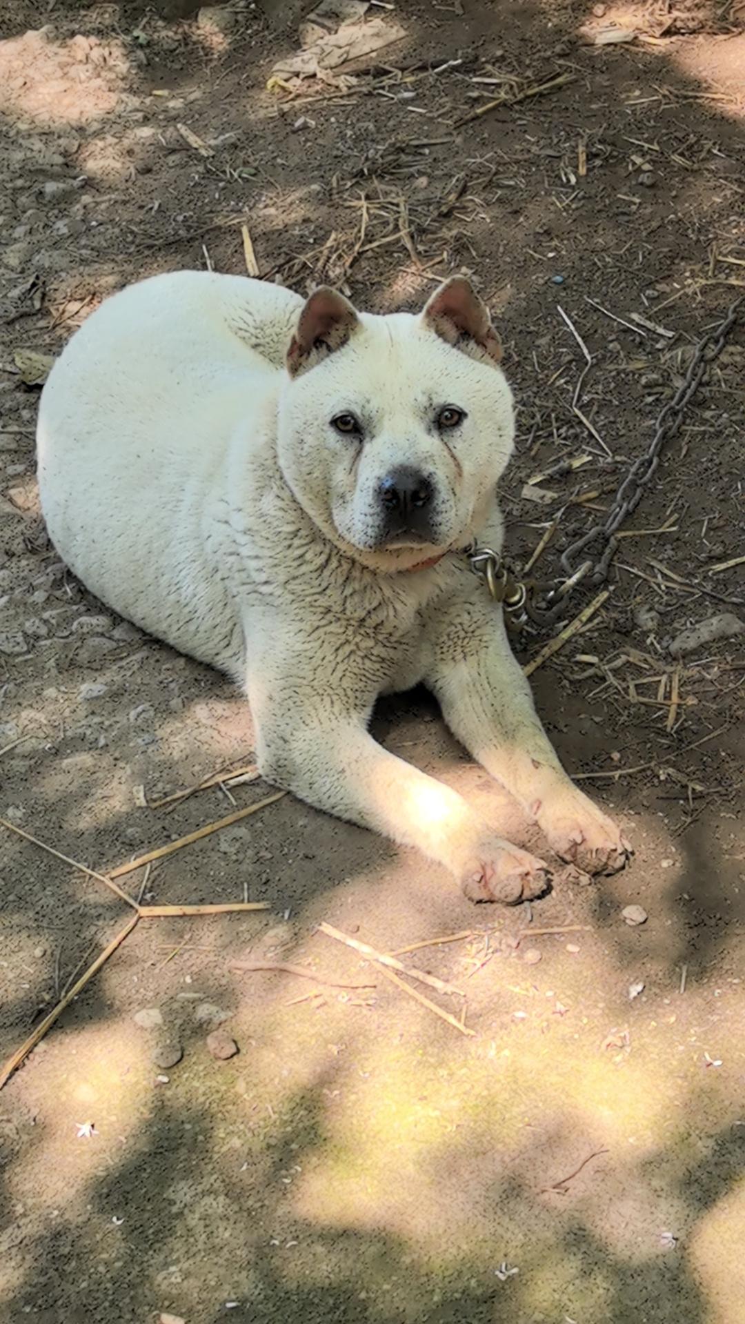 家有中华田园犬 精神小狗
