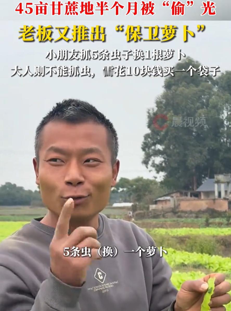 这老板算是把生意玩明白了！四川，一位老板之前看甘蔗卖不出去，就搞了个“偷甘蔗”活