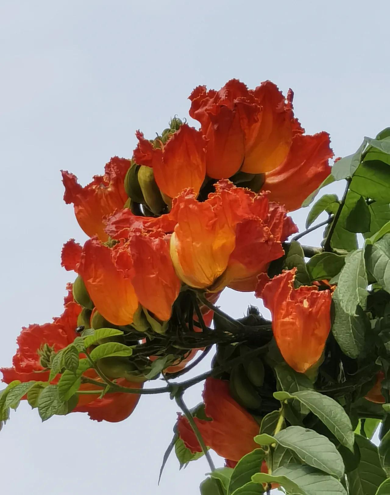 广州花多果少，深圳湾硕果累累，火焔花鲜为人知的小秘密。夏游深圳湾公图，意外发现