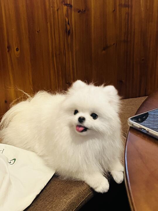 不爱叫的博美集合