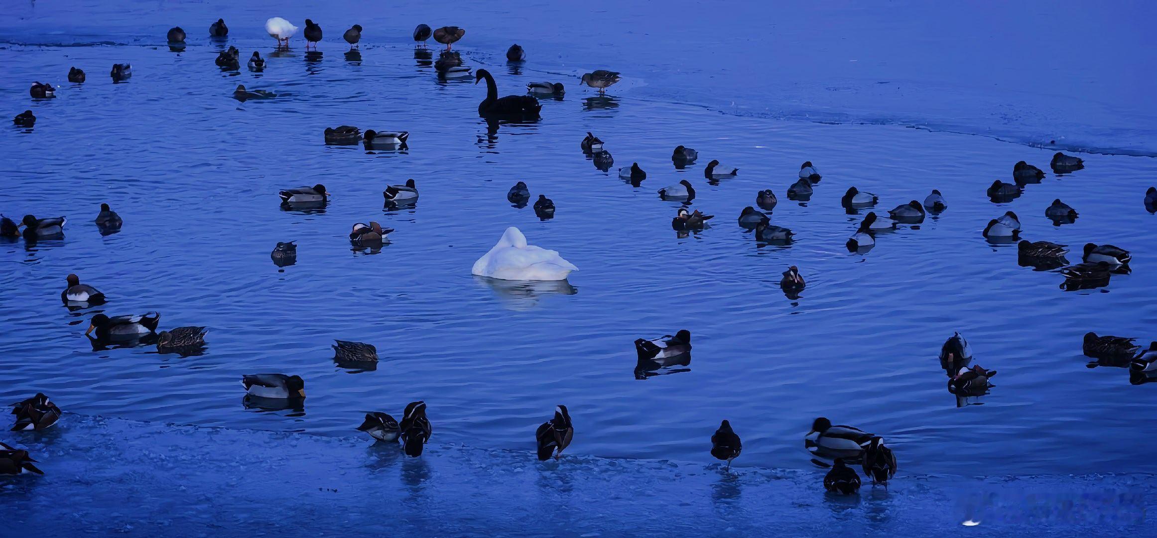 玉渊潭公园来了好几只黑天鹅摄影