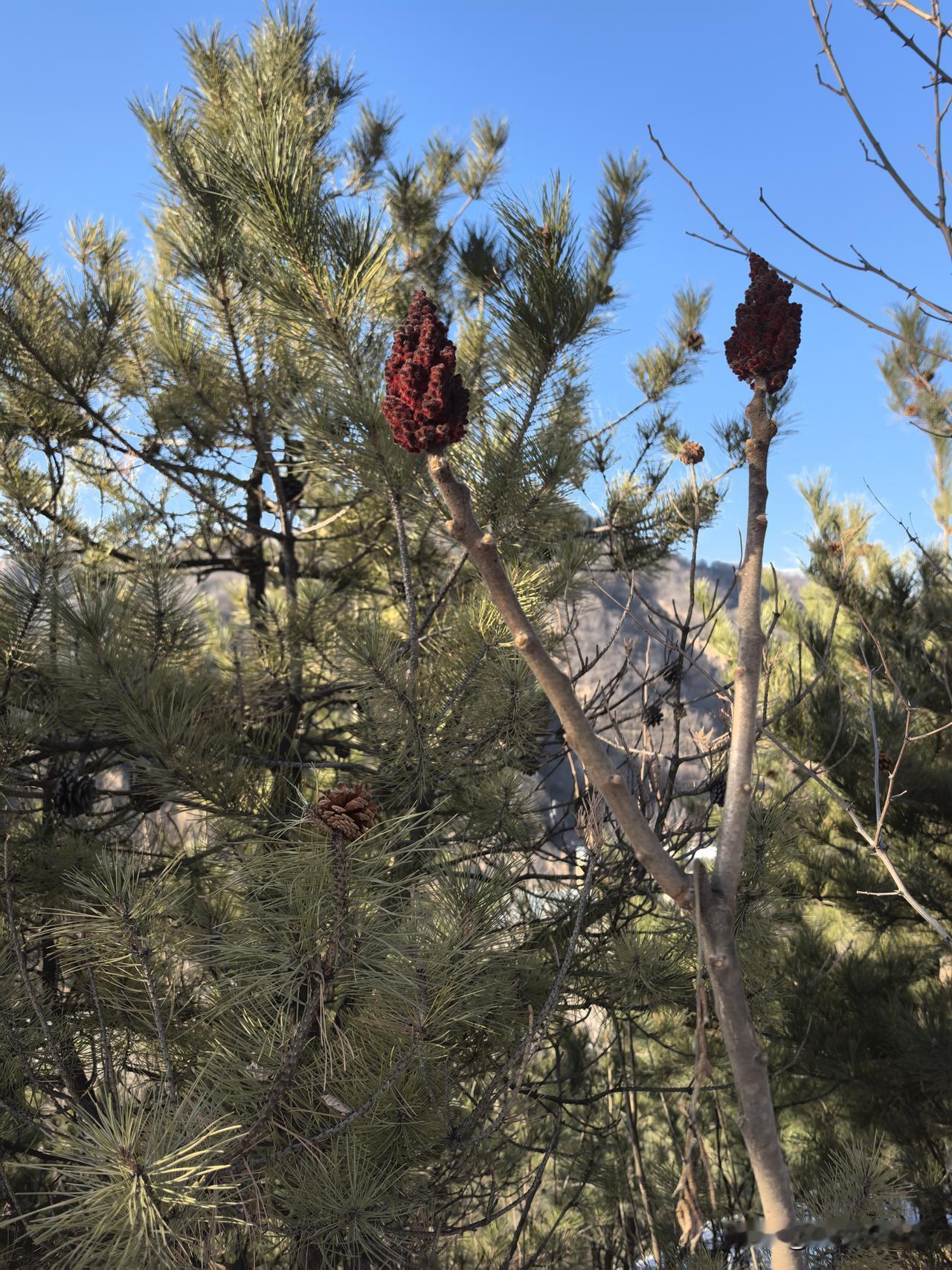 55岁应该退休在我看来，55岁应该退休。就现在的就业压力来看，55岁退休，能