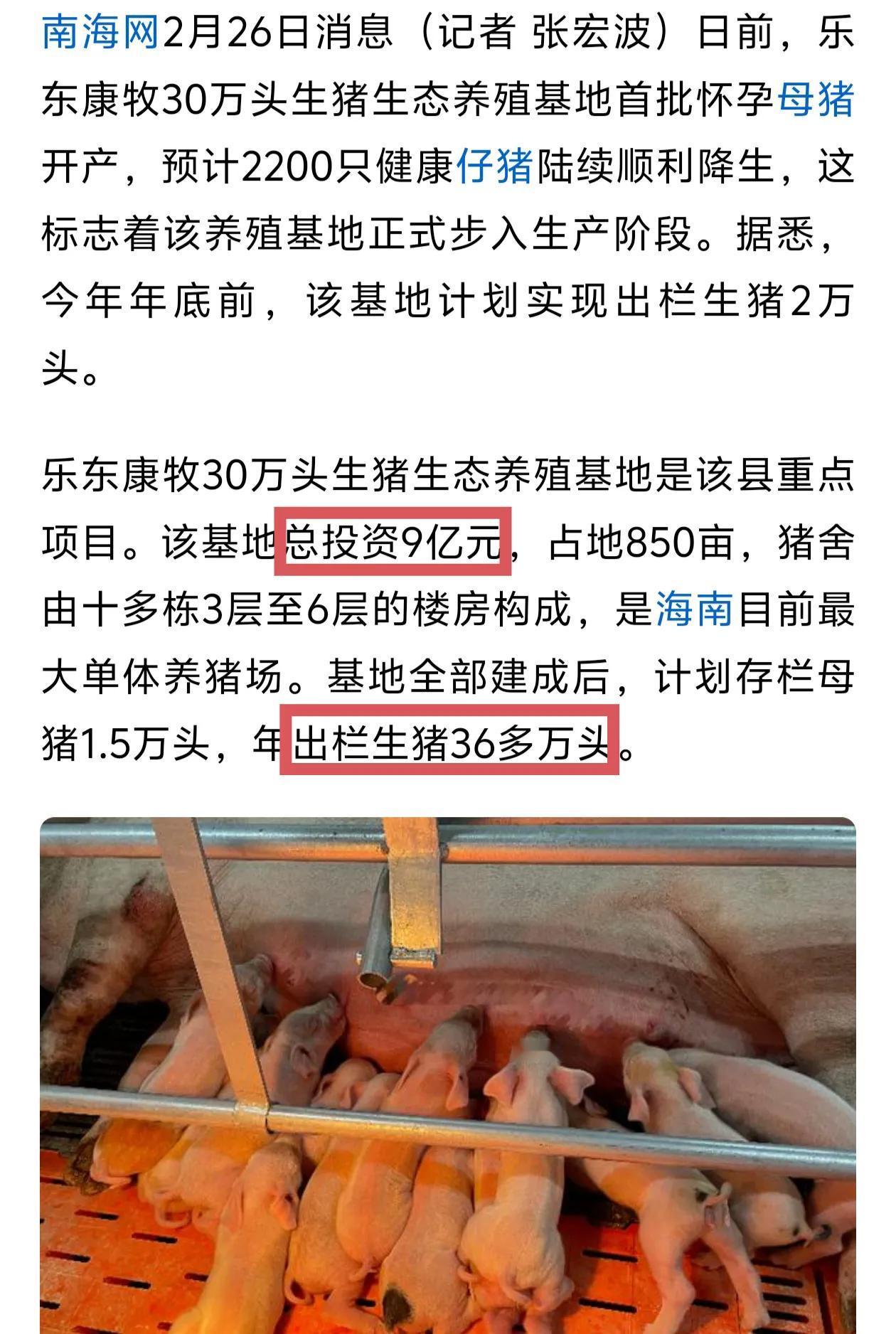 投资9亿，海南最大的单体养猪场，就位于乐东县。这个养猪场先养殖母猪，母猪生了小猪