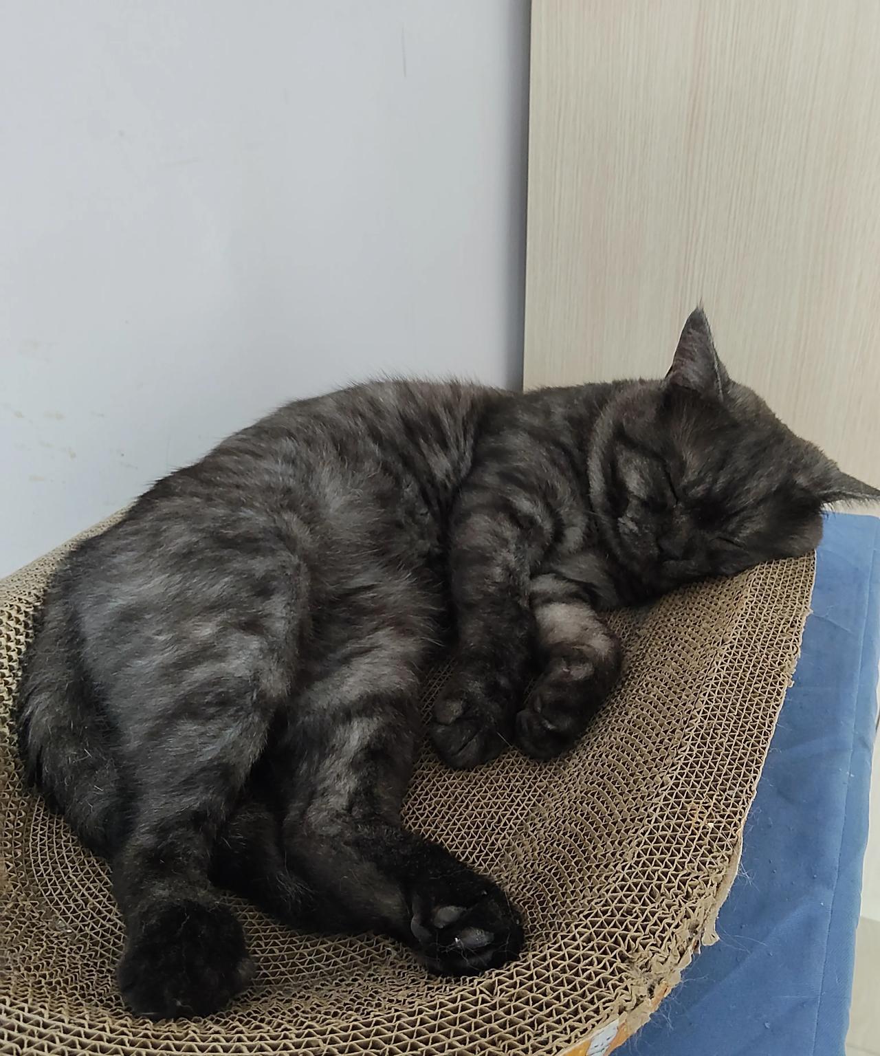 家里这只猫咪自从做完绝育后！性格变化太大了，不叫不闹，一天就知道睡觉，吃饭！
