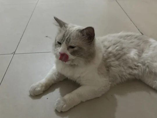 谁的毛孩子丢了