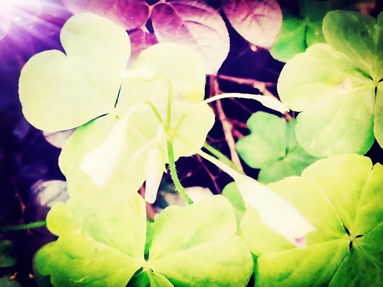 我和老公年轻的时候并不富裕，但是很幸福，等越来越有钱时，他骨子里的凤凰男气质开始