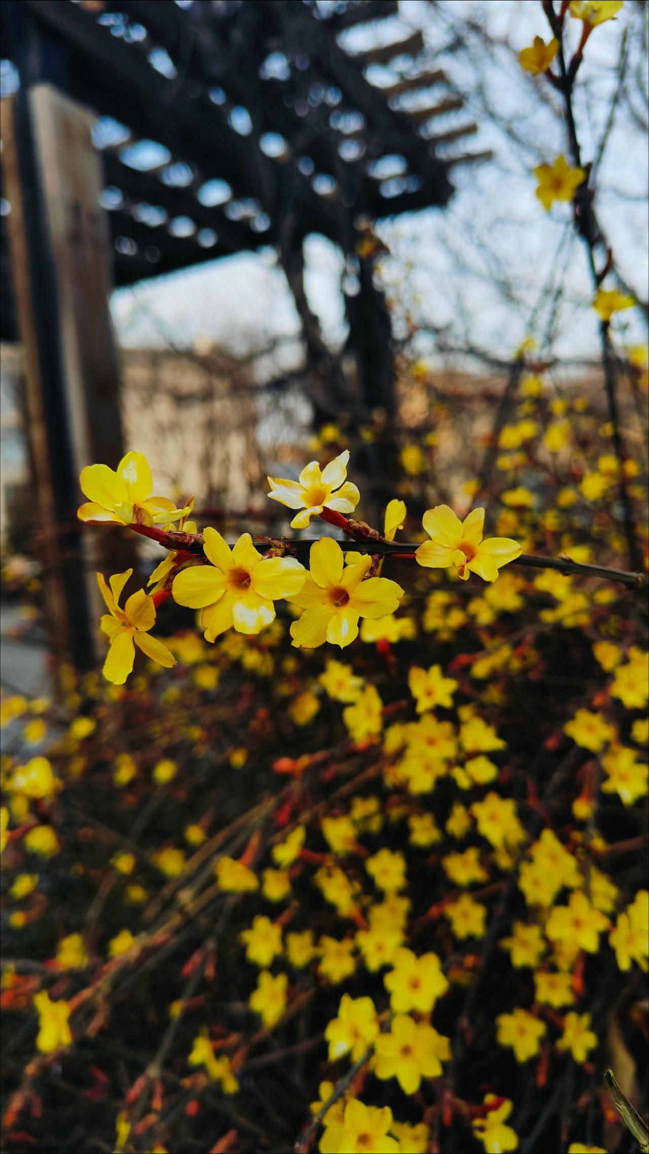 人随春好，春与人宜迎春花绽放随拍春已至花已开赏花🌸