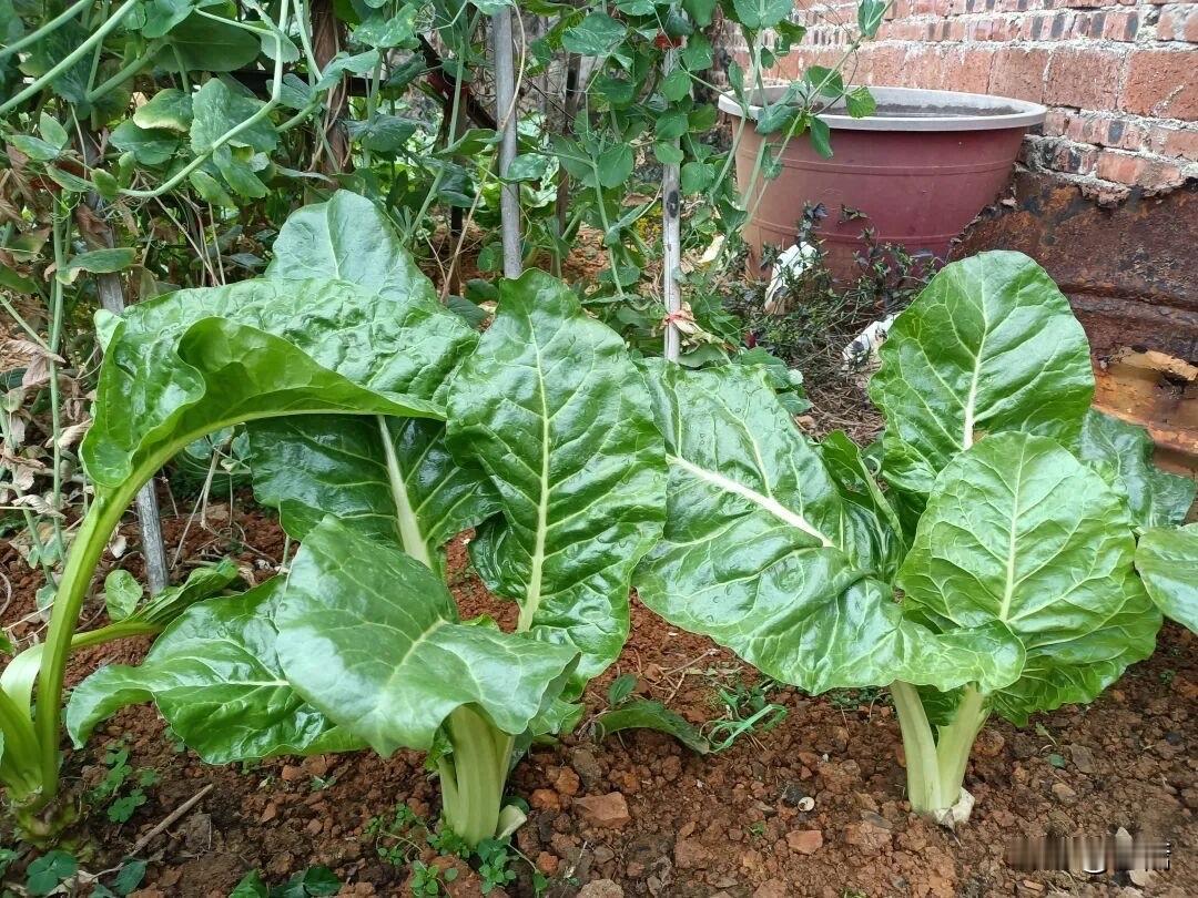 奶奶在家门口撒了一点牛皮菜的种子，很快就长大啦！这种菜很好吃，菜叶片富含还原
