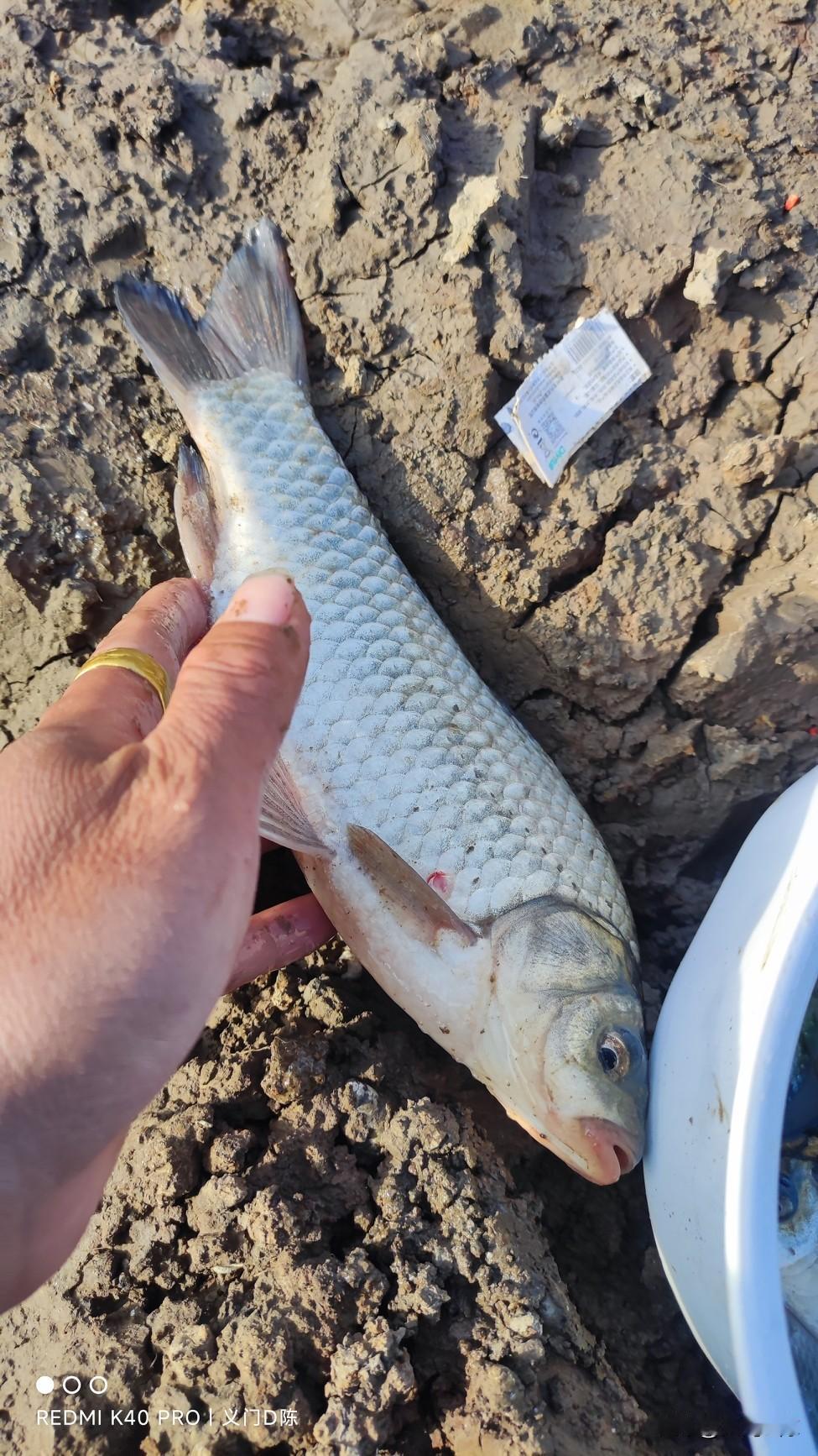 野钓就是这样，你认为的好天气在现在确实最难钓的。晚上冷的要命，白天太阳一晒整个