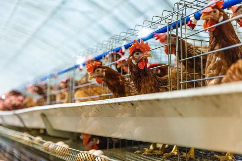 蛋鸡吃辣椒粕效果挺不错的。有实验选取健康、产蛋量相近的蛋鸡分组，实验组饲料添加适