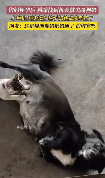 一位小姐姐养了一只狗狗和一只小奶猫，最近狗狗怀孕了，小奶猫逮住机会就去吸奶，这是