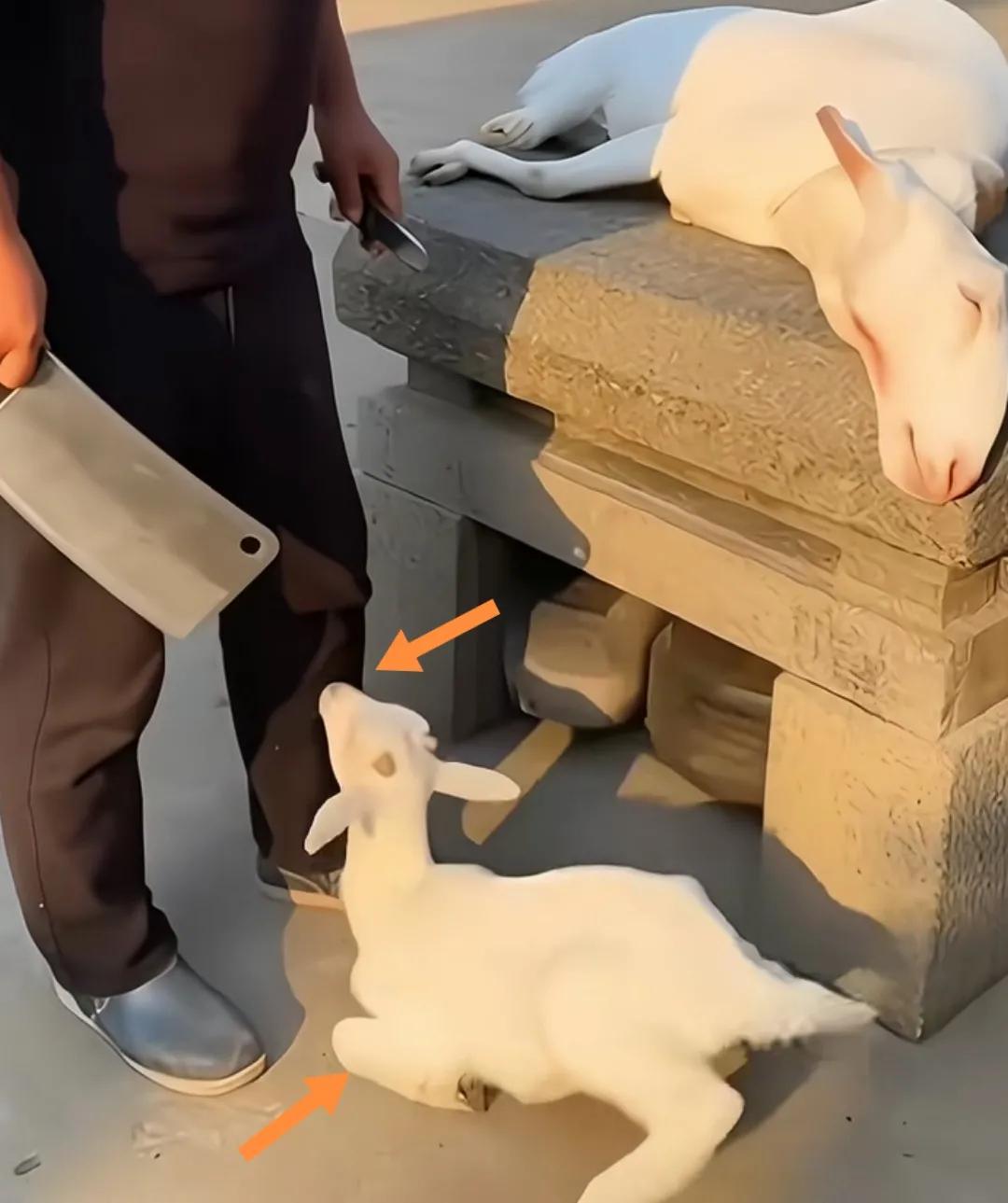 小羊挡刀跪地救母。