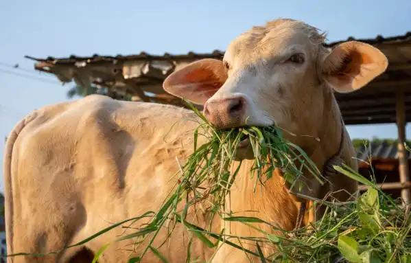 为什么牛只吃草就能长一身肌肉？答案其实很简单，人只吃蔬菜的话会营养不良，而牛只吃