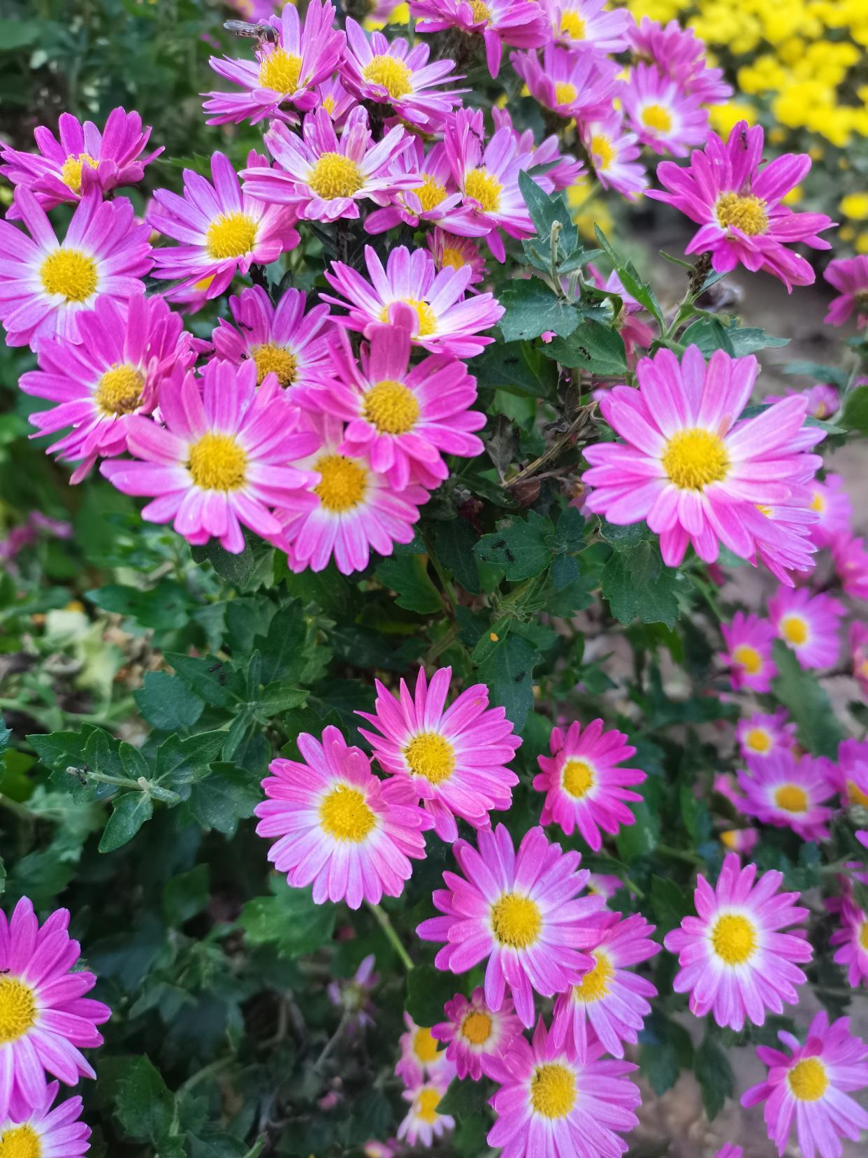 我奶奶不喜欢我爸，从不叫名儿，一律称呼大傻子，说我爸没我叔精，当年我爸娶了我妈，