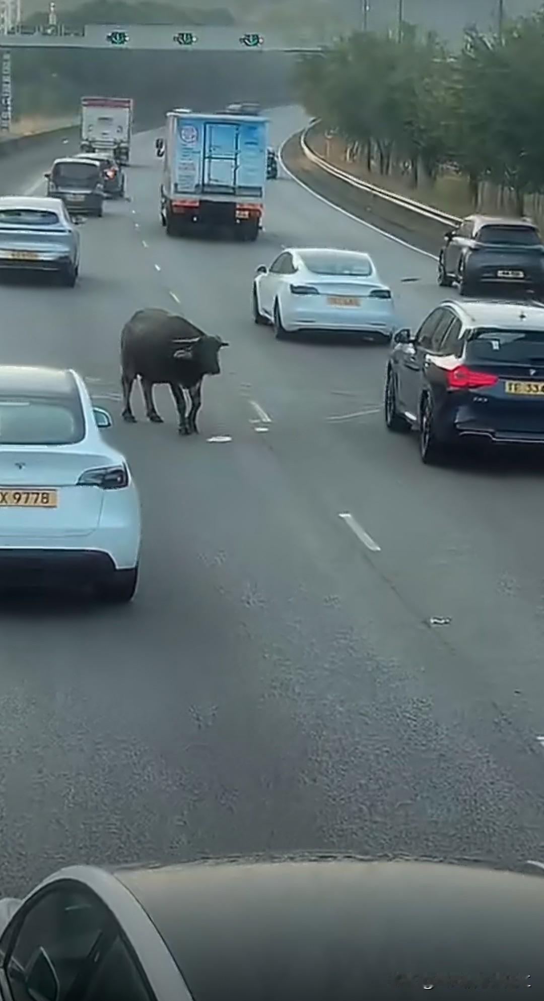 今天上午香港元朗大塞车！原因是有司机撞到一头牛。渔护署到场发射麻醉弹把牛