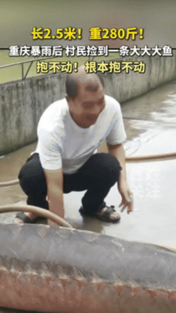 “千万别让钓鱼佬看到！”重庆暴雨后，一村民竟捡到一条长2.5米、重280斤大鱼，