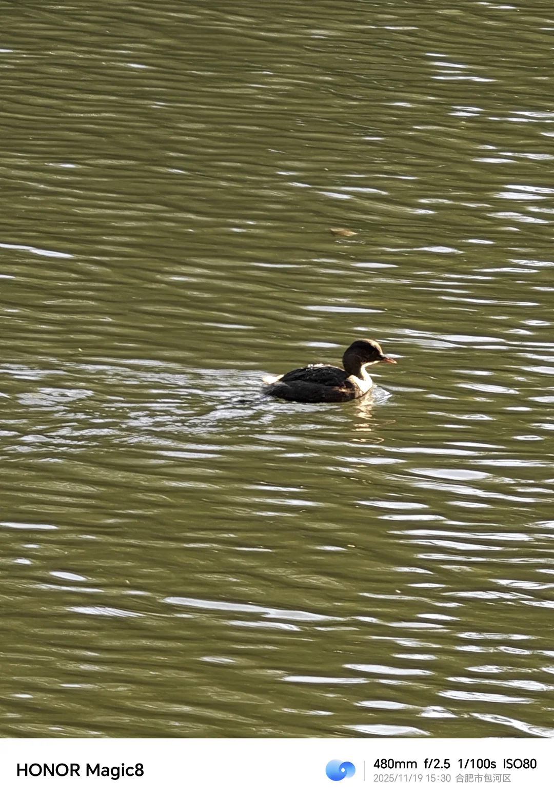 不是我要替荣耀说话。 	 我用荣耀Magic8拍摄20倍长焦下的野鸭子...