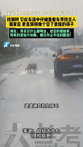 泪目了！婆婆嫌弃狗狗掉毛，趁女生不在家，偷偷把狗狗抛弃，女生冒雨寻找一天。找到时