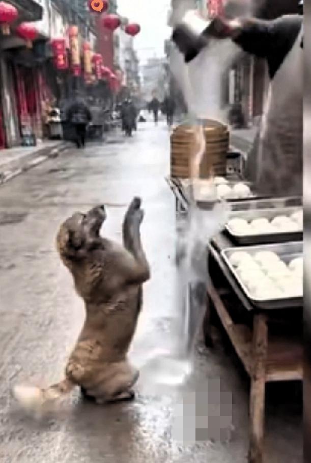 真的越看越揪心！一只刚生完小狗的流浪狗妈妈，为了给孩子找口吃的，卑微地跪在包