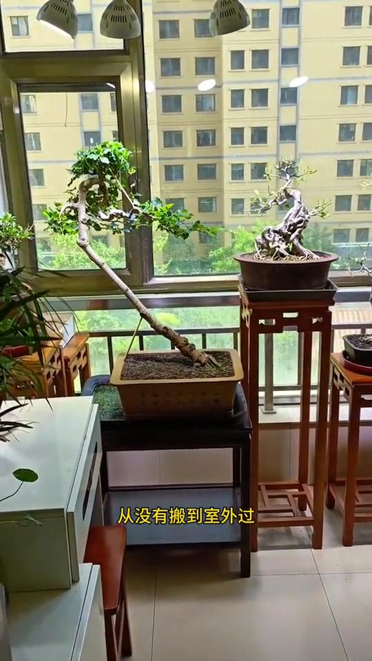 解答室内阳台玩盆景常见的几个问题。·第一，这些盆景每天都在室内养护吗？不需要搬