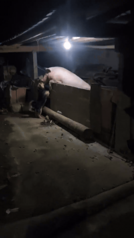 藏不住了吧，小样儿～