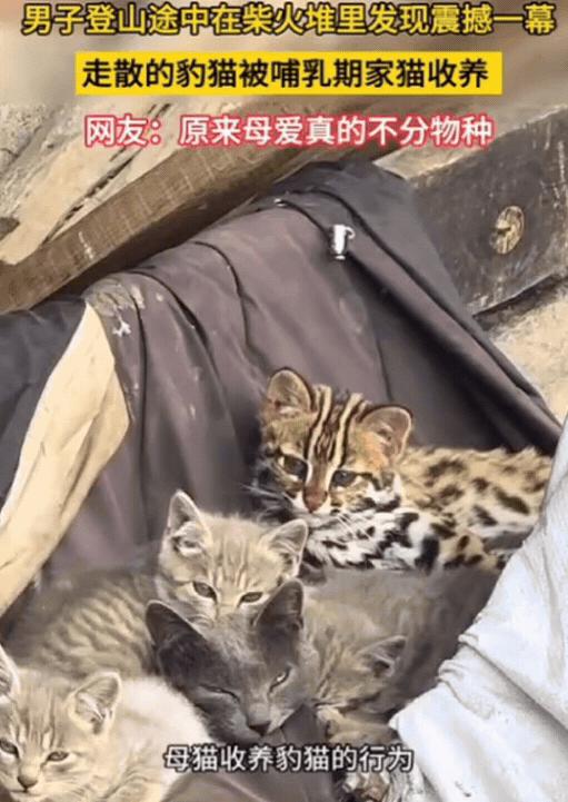 “太神奇了！”四川凉山，一男子爬山时路过一户农家，无意间往柴火堆里瞥了一眼，发现