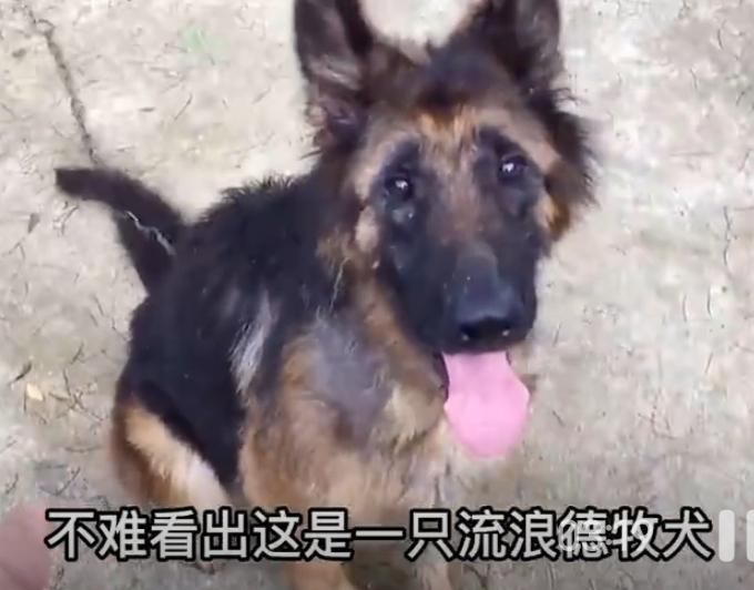 小哥拉货被流浪德牧狂追5公里，停车后狗狗的举动，看哭全网小哥拉货跑长途，本