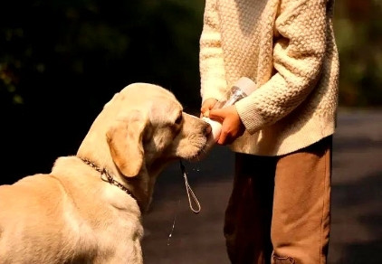 盲人带导盲犬参观被拒，发帖维权到底该不该？不懂。一个盲人去博物馆，你看不