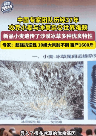 “这才是中国力量！”中国科学家用37年的死磕和坚持，一种叫“普冰03”的新品种小
