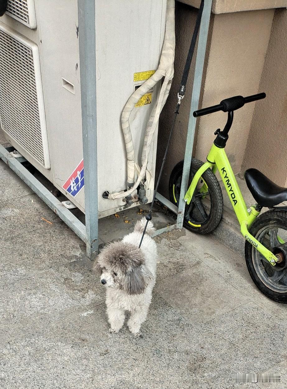 路边看到一只小泰迪小小的一只，很可爱。特别它的眼神，看到人有点怕怕的。绳子把