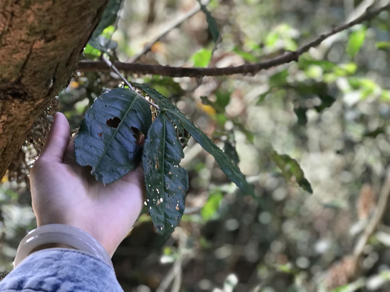 虫咬茶是不是品质更好？“虫咬茶”也是个典型的营销噱头，有虫洞不一定代表茶叶品质