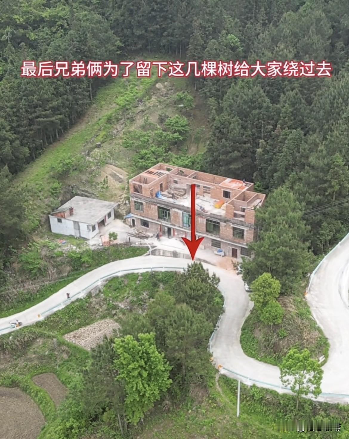 父亲已经同意让地给村里修路了，最后兄弟俩为了留下这几棵树，却选择给大家这样绕过去