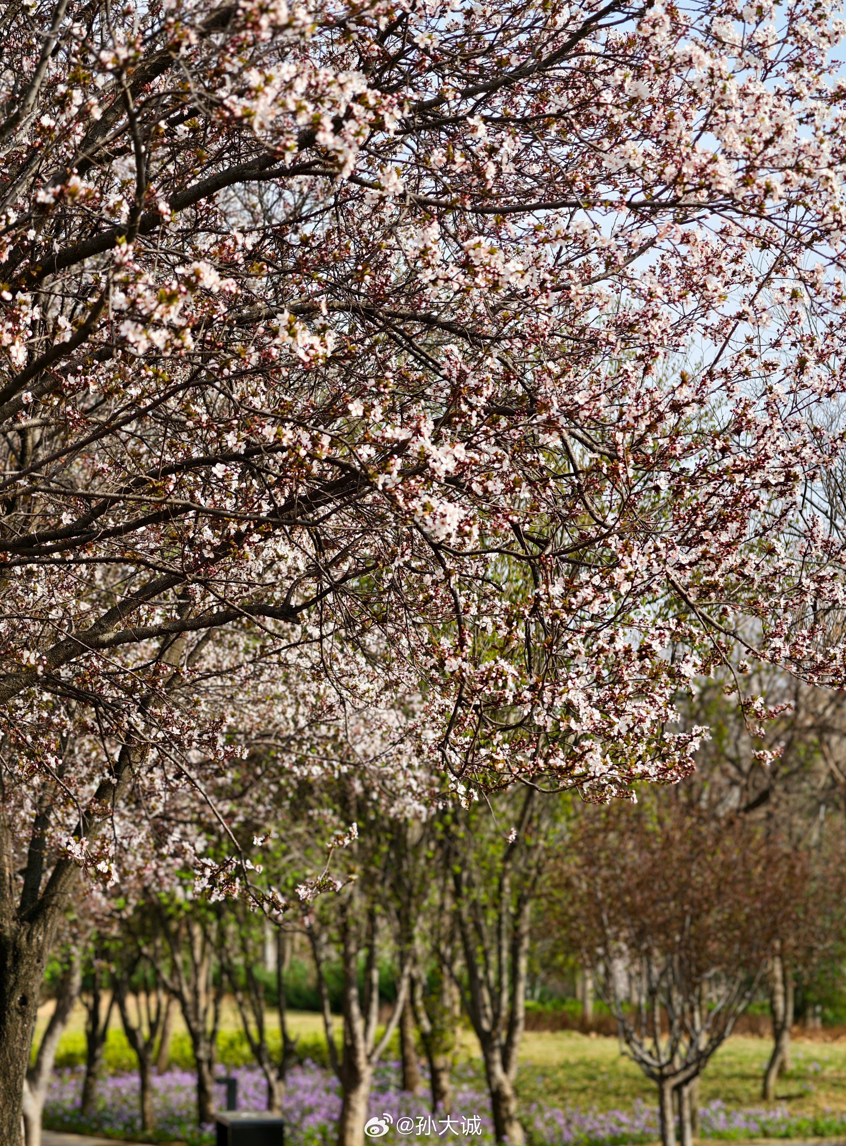 鸡鸣寺樱花不一定要到南京其实哪儿都有樱花！又到了一年露营季~寻得一片开满鲜花的