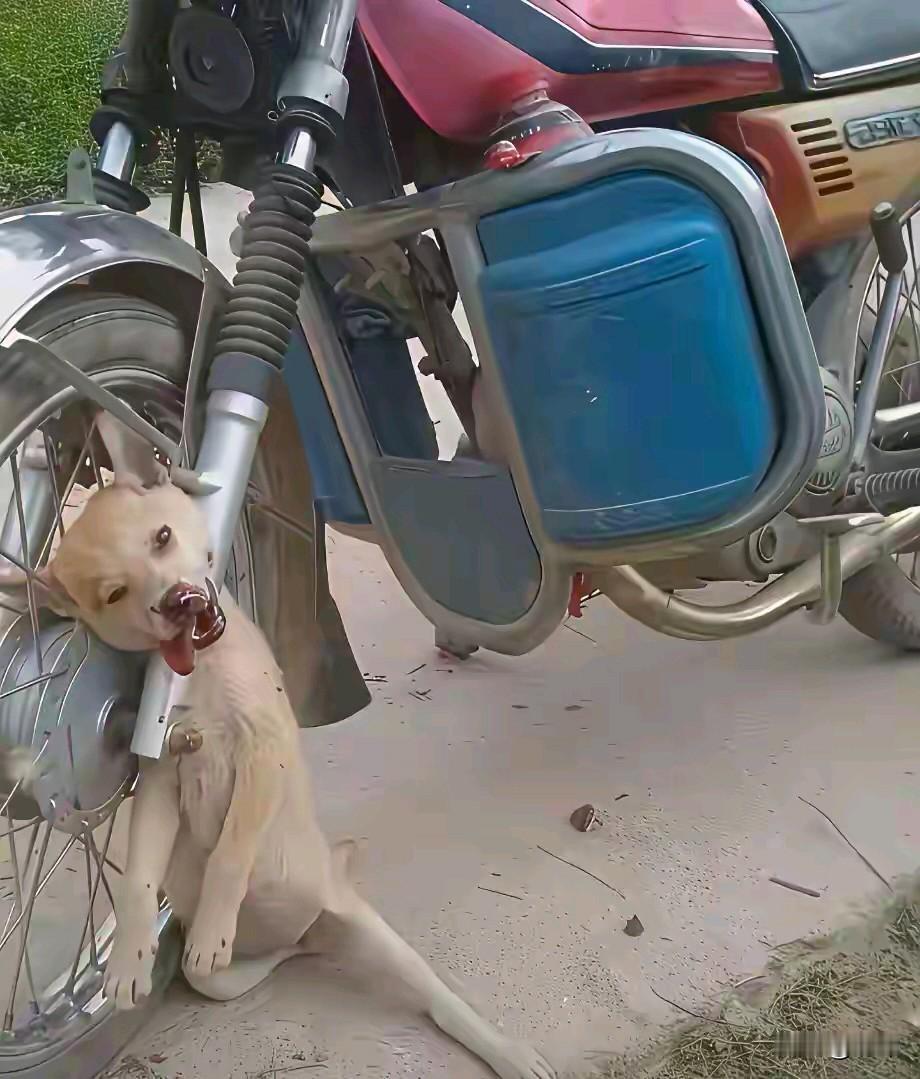 太可怜了,这天一位小哥哥下班回家,当他走到一条小路的时候,看到非常悲惨的一幕,一