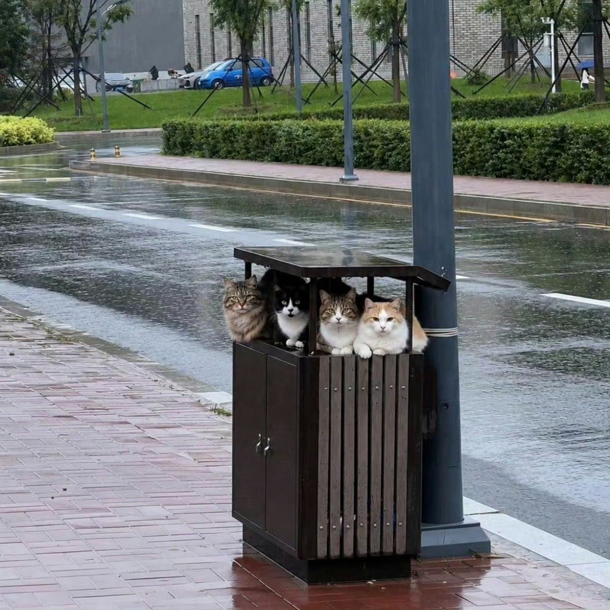 猫咪：可以到你家借宿一宿吗🥹​​​