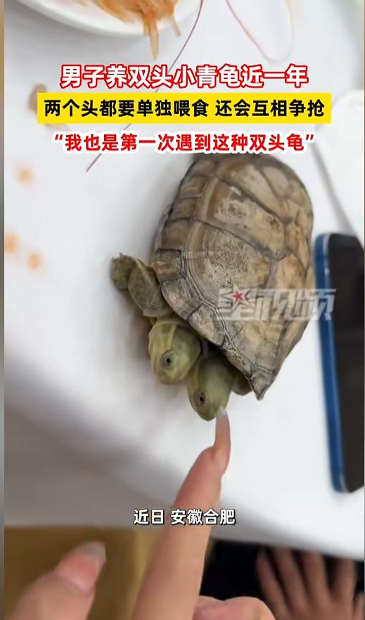 “活久见！”近日，安徽合肥，一男子养的小青龟引发了广大网友的热议——它竟然有两个