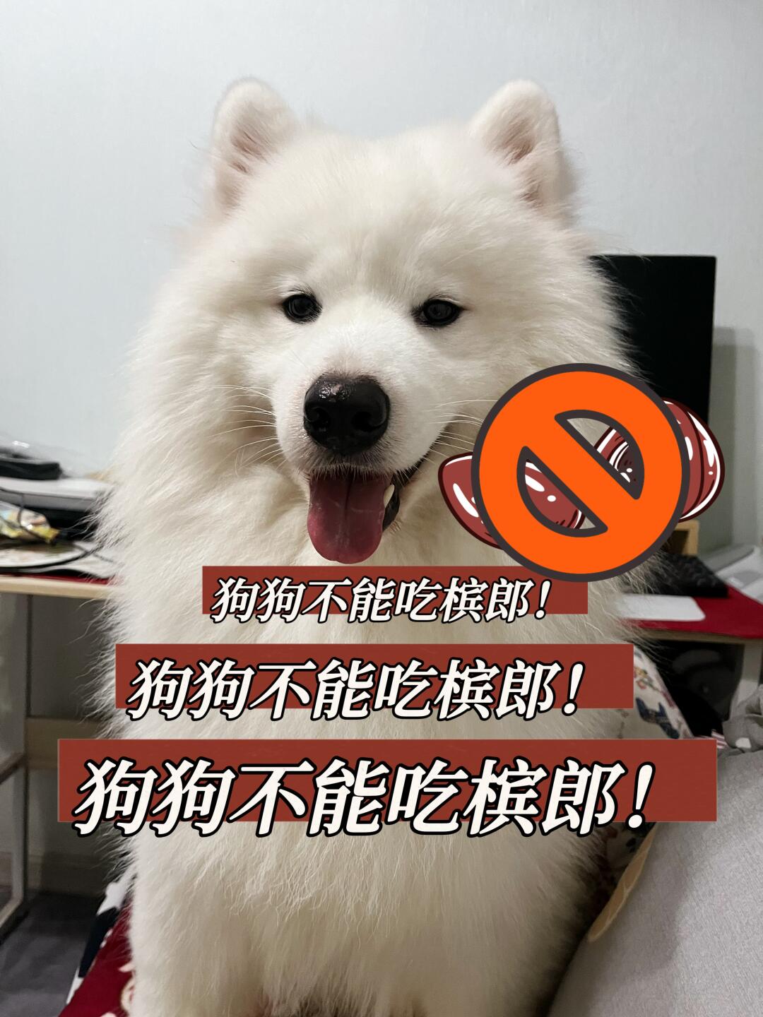 养狗人坐不住了！！！