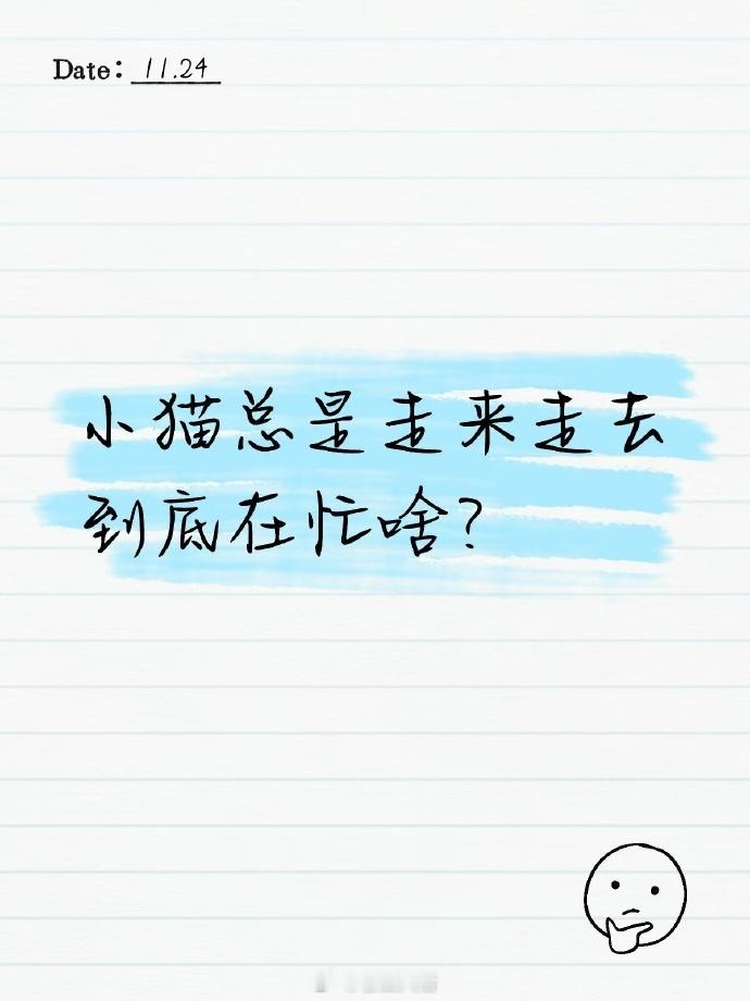 小猫总是走来走去的到底在忙啥？