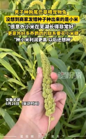 “简直赚翻了！”近日，安徽芜湖，一男子在网上购买了“狗尾巴草”种子，本打算种了之