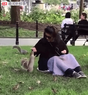 在纽约中央公园看到了人与自然和谐相处的样子，松鼠和鸟儿一点都不怕人。
